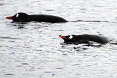 10B Gentoo Penguins Swimming In The Water At Neko Harbour From Zodiac On Quark Expeditions Antarctica Cruise.jpg